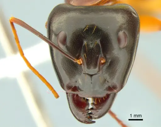 Camponotus festinus specimen CASENT0882200 image casent0882200_2