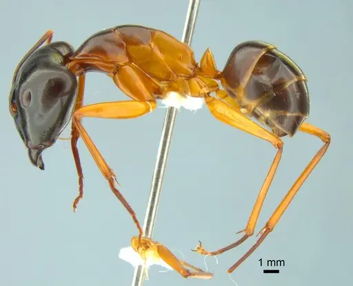 Camponotus festinus specimen CASENT0882200 image casent0882200_3