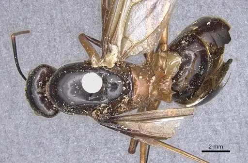 Camponotus festinus specimen CASENT0901893 image casent0901893_1