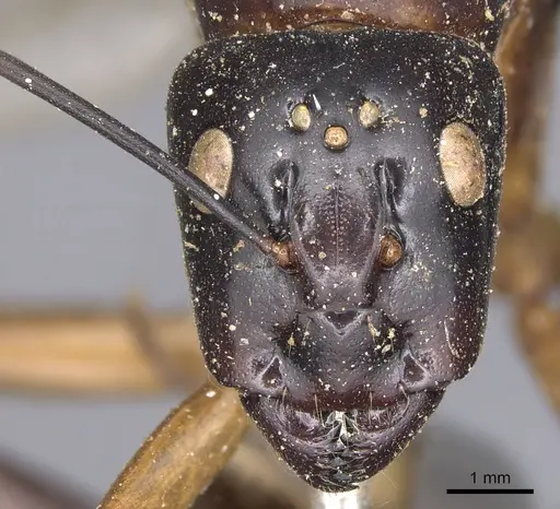 Camponotus festinus specimen CASENT0901893 image casent0901893_2