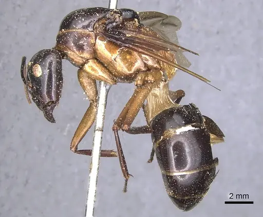Camponotus festinus specimen CASENT0901893 image casent0901893_3