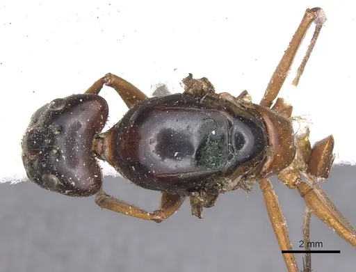 Camponotus festinus specimen CASENT0901898 image casent0901898_1