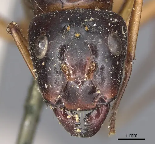 Camponotus festinus specimen CASENT0901898 image casent0901898_2
