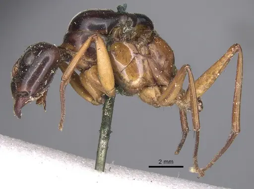Camponotus festinus specimen CASENT0901898 image casent0901898_3