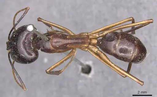 Camponotus festinus specimen CASENT0905342 image casent0905342_1