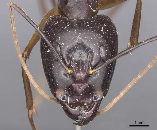 Camponotus festinus specimen CASENT0905342 image casent0905342_2