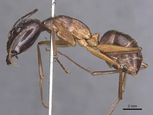 Camponotus festinus specimen CASENT0905342 image casent0905342_3