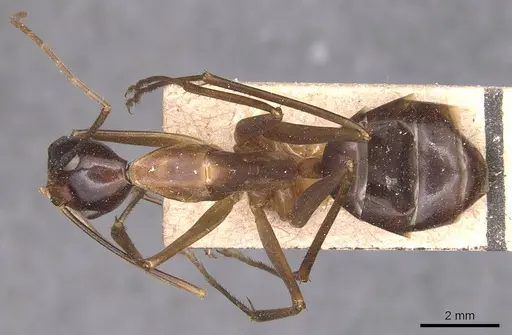 Camponotus festinus specimen CASENT0905343 image casent0905343_1