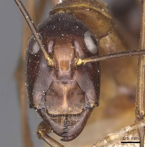 Camponotus festinus specimen CASENT0905343 image casent0905343_2