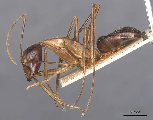 Camponotus festinus specimen CASENT0905343 image casent0905343_3