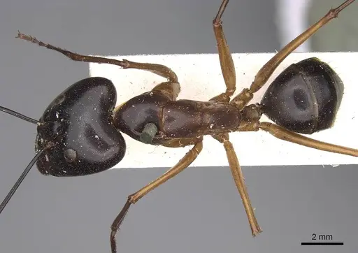 Camponotus festinus specimen CASENT0906948 image casent0906948_1