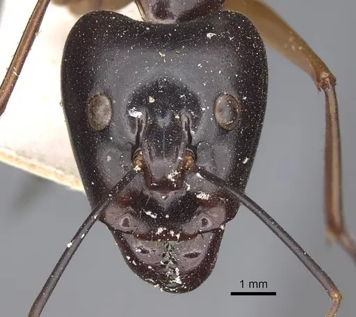 Camponotus festinus specimen CASENT0906948 image casent0906948_2