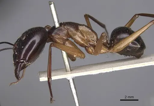 Camponotus festinus specimen CASENT0906948 image casent0906948_3