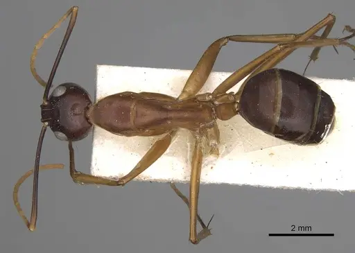 Camponotus festinus specimen CASENT0906949 image casent0906949_1