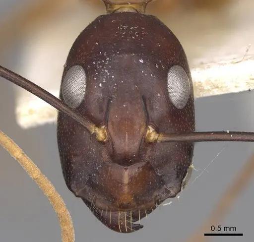 Camponotus festinus specimen CASENT0906949 image casent0906949_2