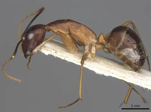 Camponotus festinus specimen CASENT0906949 image casent0906949_3