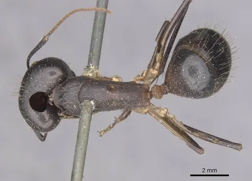 Camponotus festinus specimen CASENT0910091 image casent0910091_1