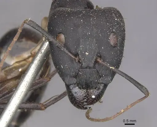 Camponotus festinus specimen CASENT0910091 image casent0910091_2