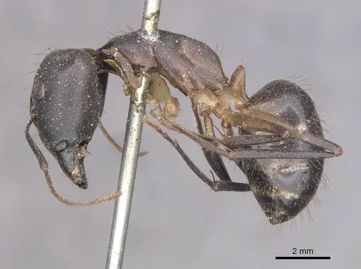 Camponotus festinus specimen CASENT0910091 image casent0910091_3