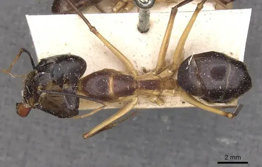 Camponotus festinus specimen CASENT0910092 image casent0910092_1