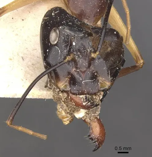 Camponotus festinus specimen CASENT0910092 image casent0910092_2