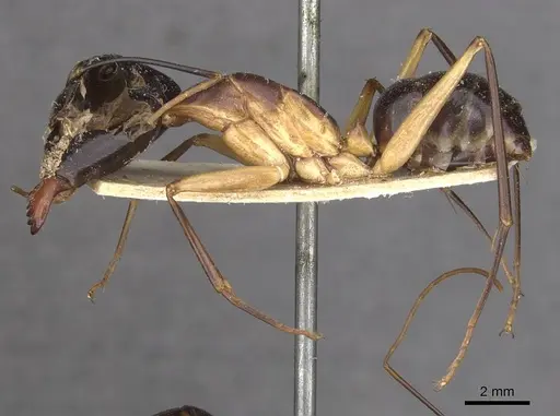 Camponotus festinus specimen CASENT0910092 image casent0910092_3