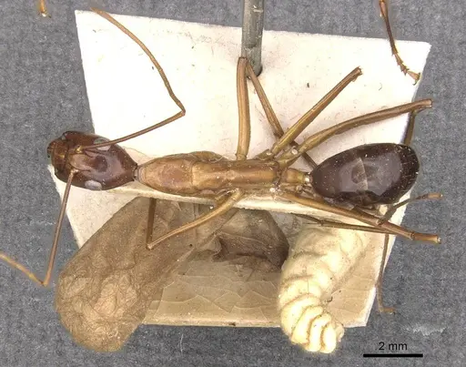 Camponotus festinus specimen CASENT0910093 image casent0910093_1