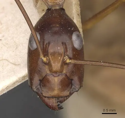 Camponotus festinus specimen CASENT0910093 image casent0910093_2