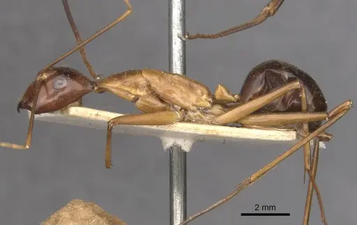Camponotus festinus specimen CASENT0910093 image casent0910093_3