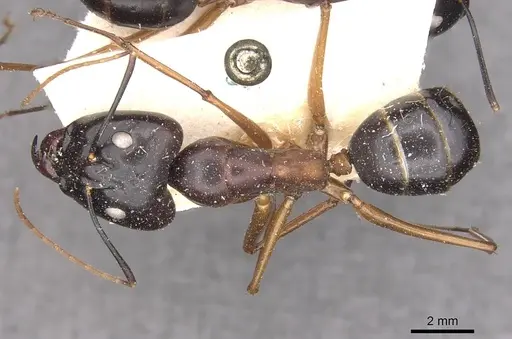 Camponotus festinus specimen CASENT0910094 image casent0910094_1
