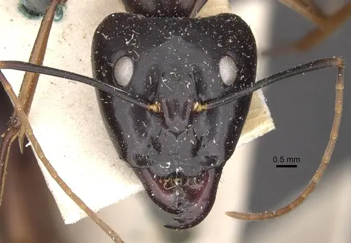 Camponotus festinus specimen CASENT0910094 image casent0910094_2