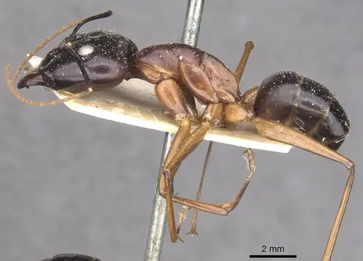 Camponotus festinus specimen CASENT0910094 image casent0910094_3