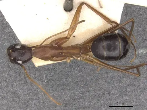 Camponotus festinus specimen CASENT0910095 image casent0910095_1