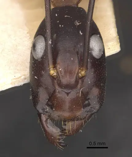 Camponotus festinus specimen CASENT0910095 image casent0910095_2