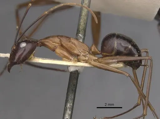 Camponotus festinus specimen CASENT0910095 image casent0910095_3