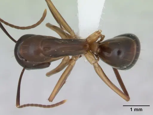 Camponotus fiebrigi specimen CASENT0173418 image casent0173418_1