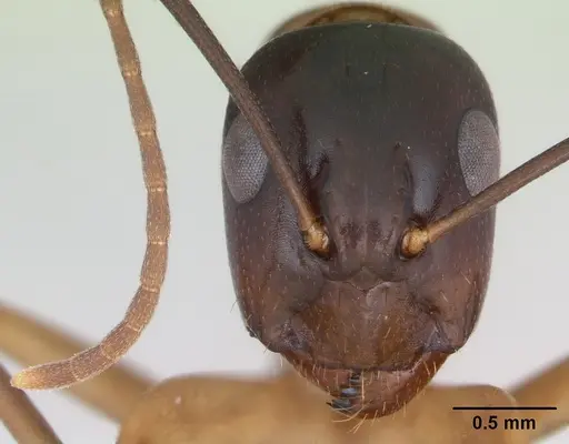 Camponotus fiebrigi specimen CASENT0173418 image casent0173418_2