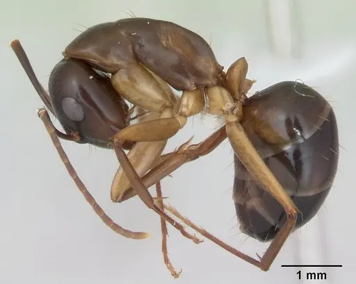 Camponotus fiebrigi specimen CASENT0173418 image casent0173418_3