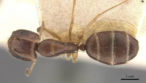 Camponotus fiebrigi specimen CASENT0910641 image casent0910641_1