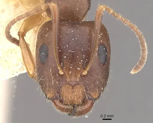 Camponotus fiebrigi specimen CASENT0910641 image casent0910641_2