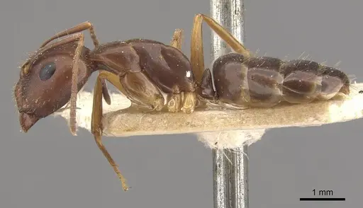Camponotus fiebrigi specimen CASENT0910641 image casent0910641_3
