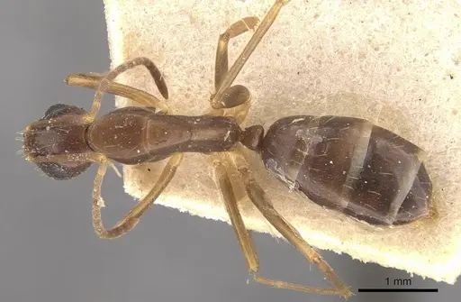 Camponotus fiebrigi specimen CASENT0910642 image casent0910642_1
