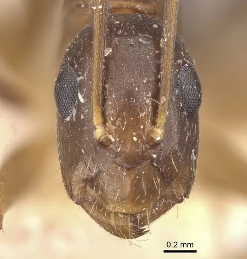Camponotus fiebrigi specimen CASENT0910642 image casent0910642_2