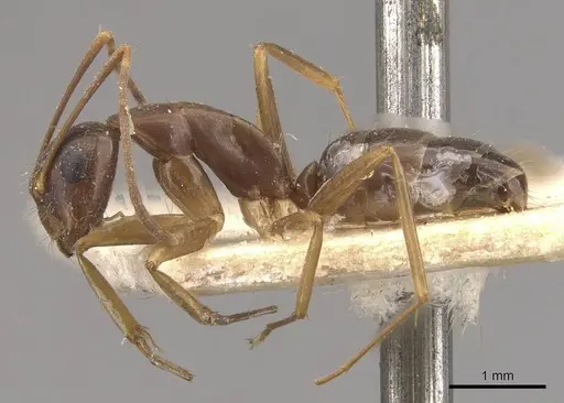 Camponotus fiebrigi specimen CASENT0910642 image casent0910642_3