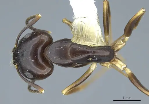 Camponotus fiebrigi specimen CASENT0914430 image casent0914430_1