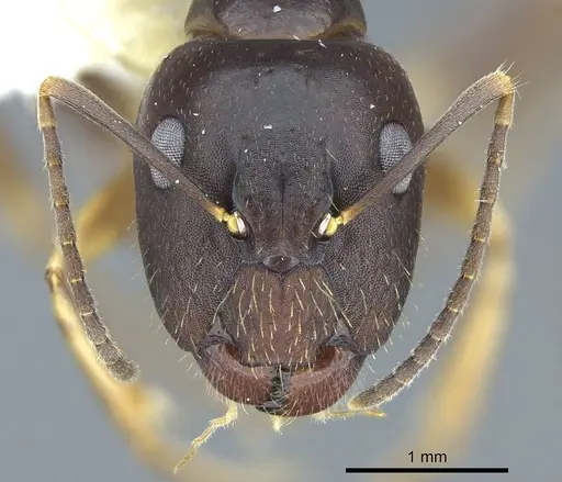 Camponotus fiebrigi specimen CASENT0914430 image casent0914430_2