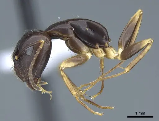 Camponotus fiebrigi specimen CASENT0914430 image casent0914430_3
