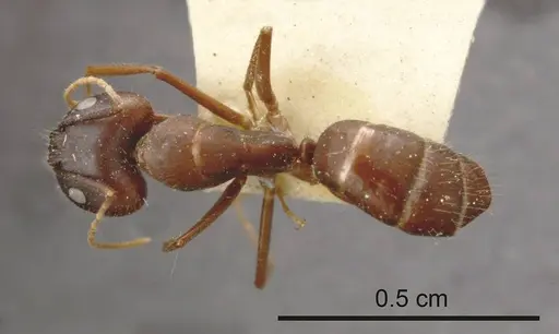 Camponotus fieldeae specimen ANTWEB1008150 image antweb1008150_1