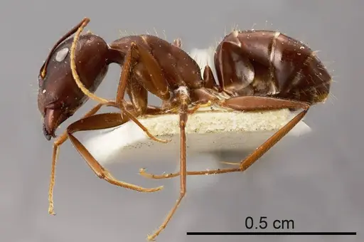 Camponotus fieldeae specimen ANTWEB1008150 image antweb1008150_2