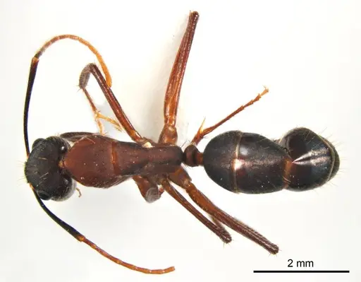 Camponotus fieldeae specimen ANTWEB1008620 image antweb1008620_1